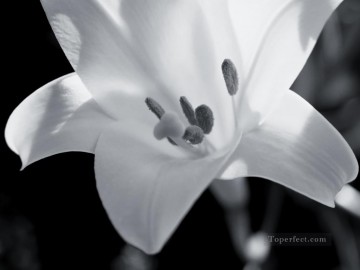 monochrome black white Painting - xsh502 black and white flowers